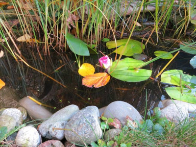 teich.herbst.jpg