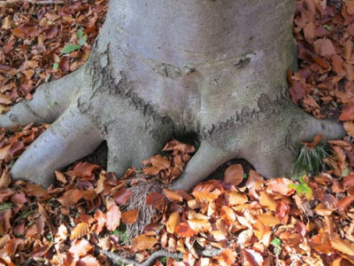buche4.jpg