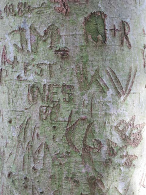buche5.jpg