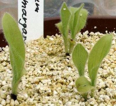 04090009_eCypripedium_reginae_x_margaritaceum_Samling_.JPG