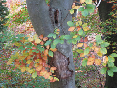 buche6.jpg