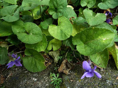 Viola_odorata_P10904391.jpg