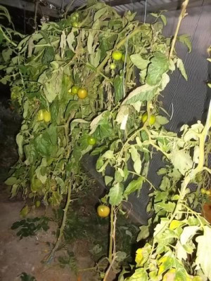 Oktobertomaten1.jpg