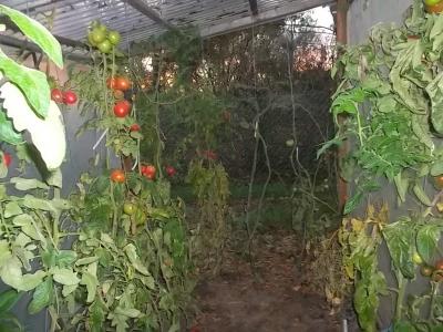 Oktobertomaten2.jpg
