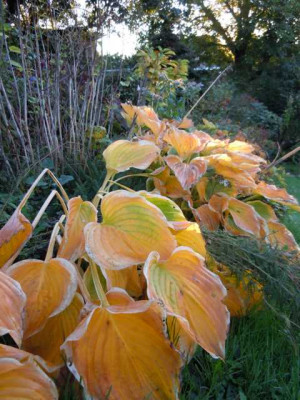 Herbst_13_Ende_Okt_009.JPG