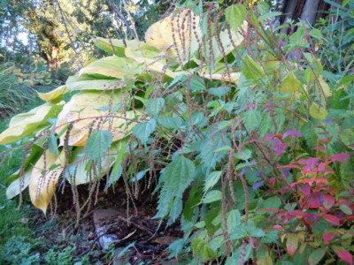 Herbst_13_Ende_Okt_007.JPG