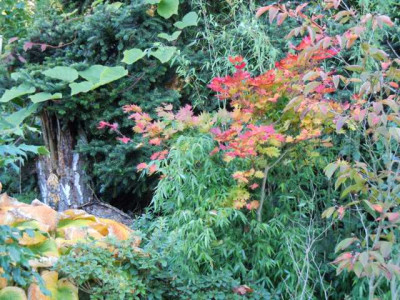 Herbst_13_Ende_Okt_006.JPG
