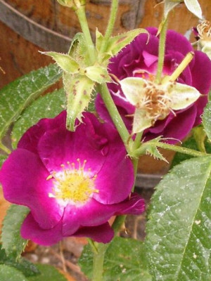 2005-07-05_rosa_Rhapsody_in_Blue.jpg