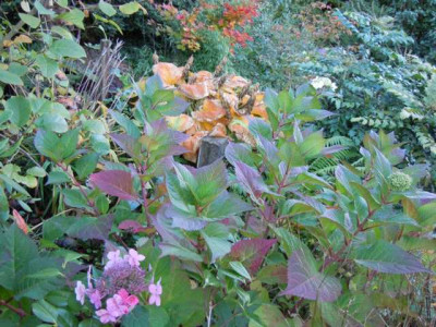 Herbst_13_Ende_Okt_008.JPG
