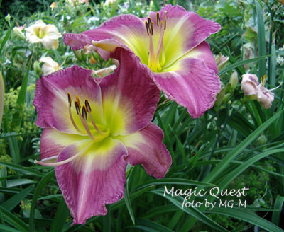 Imgp1465MagicQuest.jpg