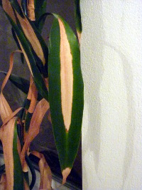 Blume1.JPG