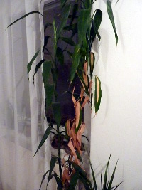 Blume2.JPG