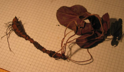 C.purpurascens-ax04.jpg