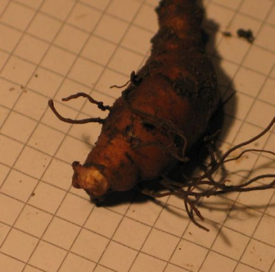 C.purpurascens-ax03.jpg