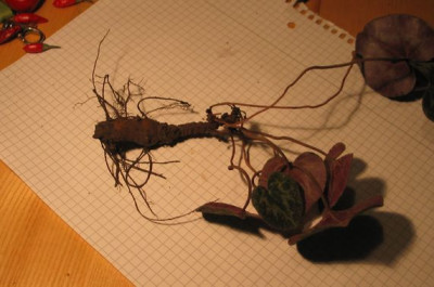 C.purpurascens-ax06.jpg