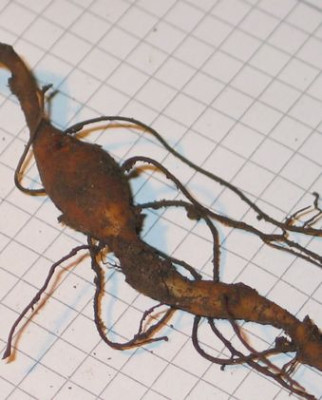 C.purpurascens-ax09.jpg