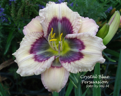 Imgp1936CrysBPers.jpg