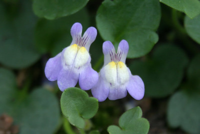 IMG_0747_eCymbalaria_hepaticifolia.JPG