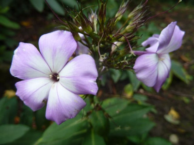 Phlox-Slg.jpg