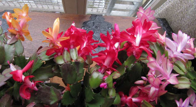 Schlumbergera-Parade_131102.jpg