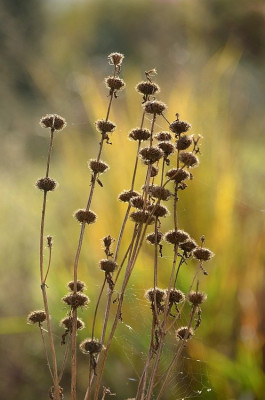 phlomis_tuberosa_amazone.jpg