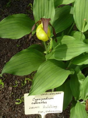 Cypripedium_calceolus_P1070192.jpg