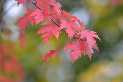 Autumn-Blaze-Okt1713.jpg