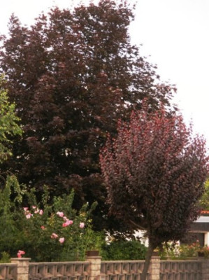 2005-07-06_rotblaettriger_ahorn_und_zierpflaume_.jpg