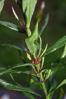 IMG_0817_eLilium_pyrenaicum_var_rubrum_Brutbulbillen.JPG