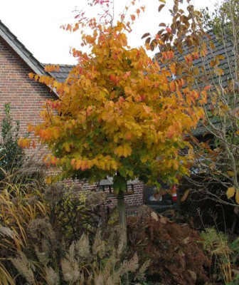 Parrotia_2011Gartenpur.jpg