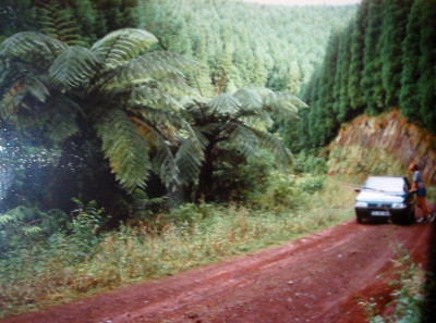 Palmfarne_Azoren_93.jpg