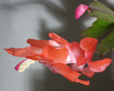 Schlumbergera_Orange_Flame_11-2013_900x900_80KB.jpg