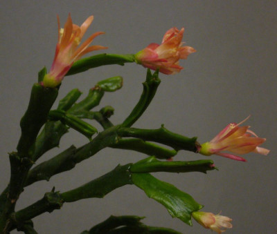 Schlumbergera_Enigma_11-2013_900x900_80KB.jpg