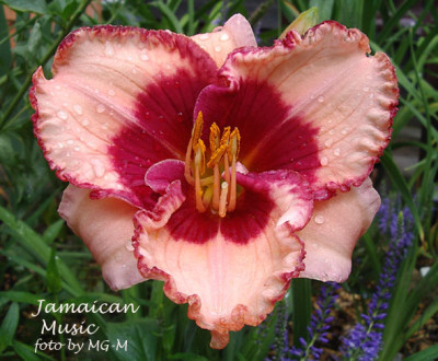 Imgp1895JamMusic.jpg