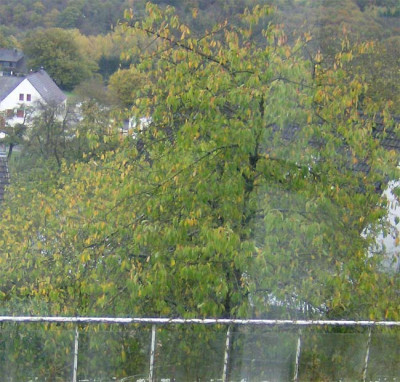 Kirschbaum-071113.jpg