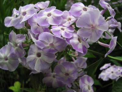 k-violetta_gloriosa-2013-08-18_079_1k.jpg