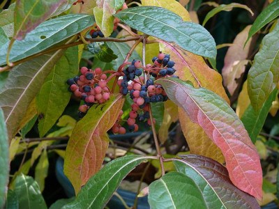 vn_brandywine_2013-10-13_538.jpg