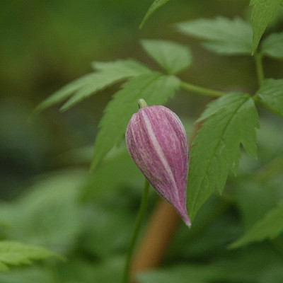 klem_pinkflamingo_4165_040409.jpg