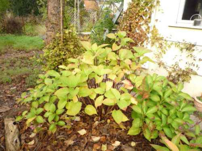 P1010320-kl2.jpg