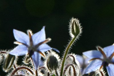 Borago-Juli-1.jpg