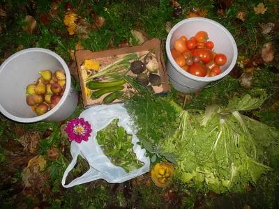 ErnteNovember13.jpg