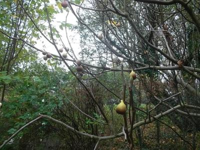 letzteFeigenamBaum.jpg