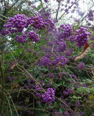 Calli_bodi_Profusion_P10904343.jpg
