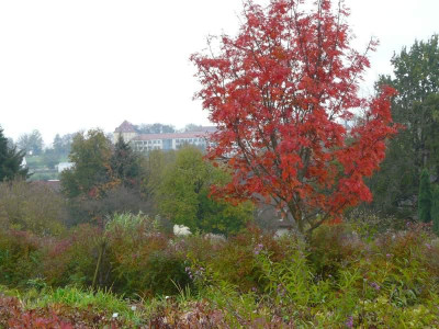 2010-10-17_Sorbus_commixta_Carmencita.jpg