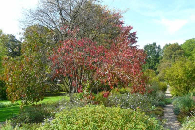 2011-09-25_Euonymus_pauciflorus.jpg