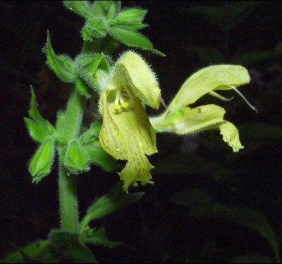 Salvia_glutinosa.jpg