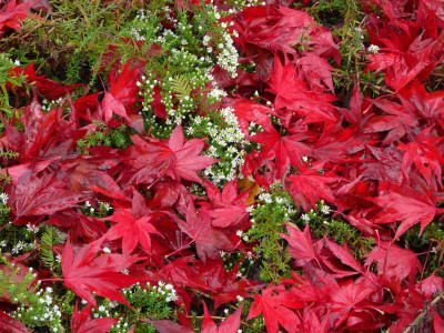2010-10-17_Acer_Palmatum_Atropurpureum.jpg