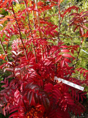 2008-10-06_Sorbus_aucuparia_Autum_Spire.jpg