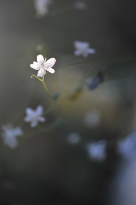 Thalictrum_urbanii_11.jpg