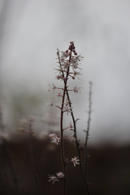 Tiarella_11.jpg